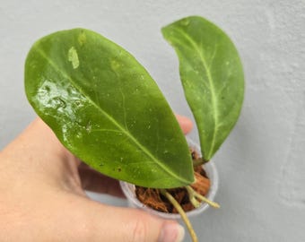 Hoya mindorensis