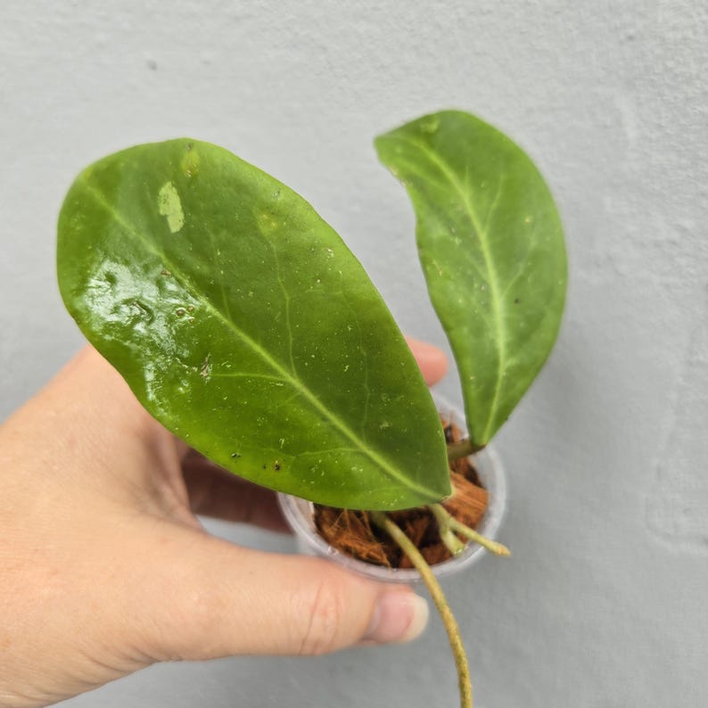 May include: Close-up of a small, green plant with two large leaves. The leaves have a glossy texture and visible veins. The plant is in a small, clear plastic pot with a brown, fibrous material. The background is a plain, light gray surface.
