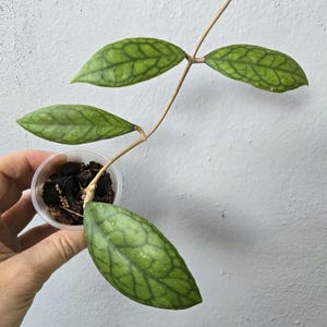 Hoya ETGA