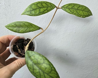 Hoya ETGA