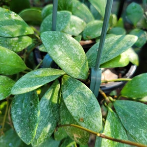 Unrooted Cutting - Hoya sp. ETS-10 - 2 nodes