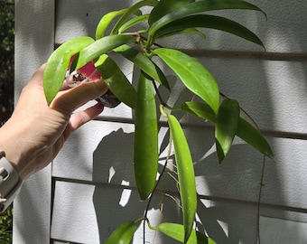 Hoya celata