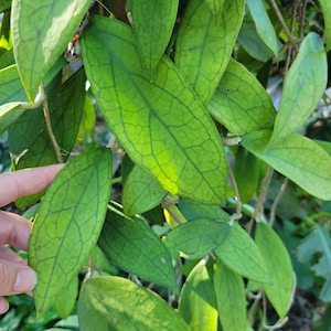 Unrooted Cutting - Hoya finlaysonii - 2 nodes
