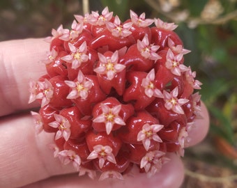 Hoya Ilagiorum