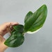 see more listings in the Tropicals section