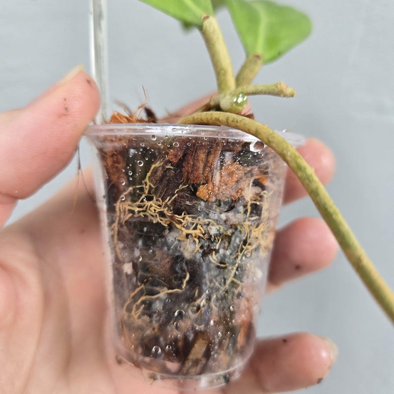 May include: A small, clear plastic cup holding a plant cutting. The cup contains brown potting mix and visible roots. A green stem and leaves extend from the top. The cup is held by a hand.