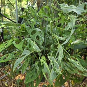 May include: A hanging Monstera adansonii variegata plant featuring elongated, heart-shaped leaves with natural perforations. The foliage displays a variegated pattern of deep green and lighter, creamy green patches throughout the entire plant.