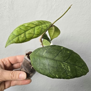 Hoya EPC-1001