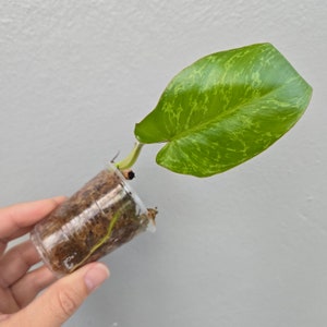Philodendron Paraiso Verde