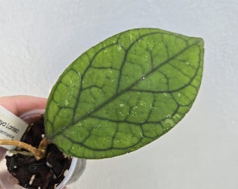 Hoya Larisa