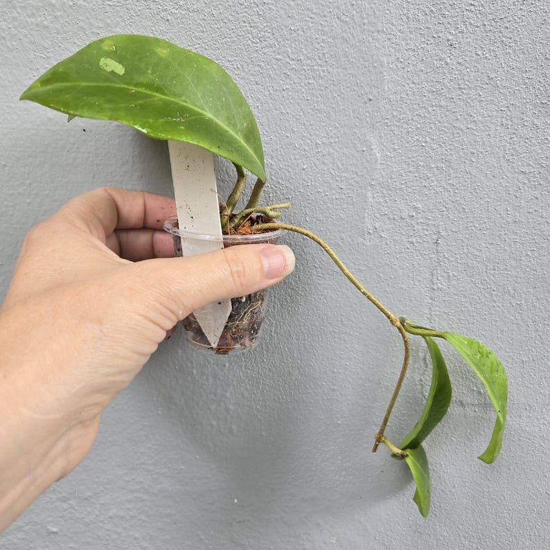 May include: A small potted plant with large, light green leaves and a long, thin stem. The plant is in a clear plastic container with a white label. The leaves have a few light green spots. The plant is held against a gray background.