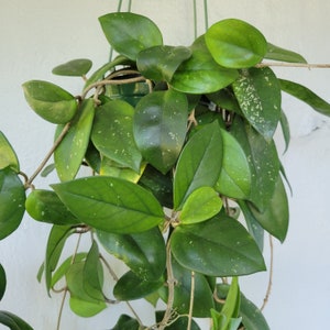 Unrooted Cutting - Hoya motoskei - 2 nodes