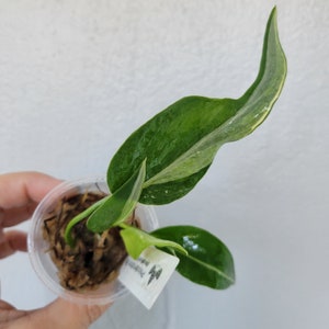 gelbe bltter philodendron PHILODENDRON BURLE MARX VARIEGATA kaufen bei potflourri