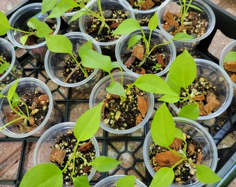 Anthurium gracile seedlings