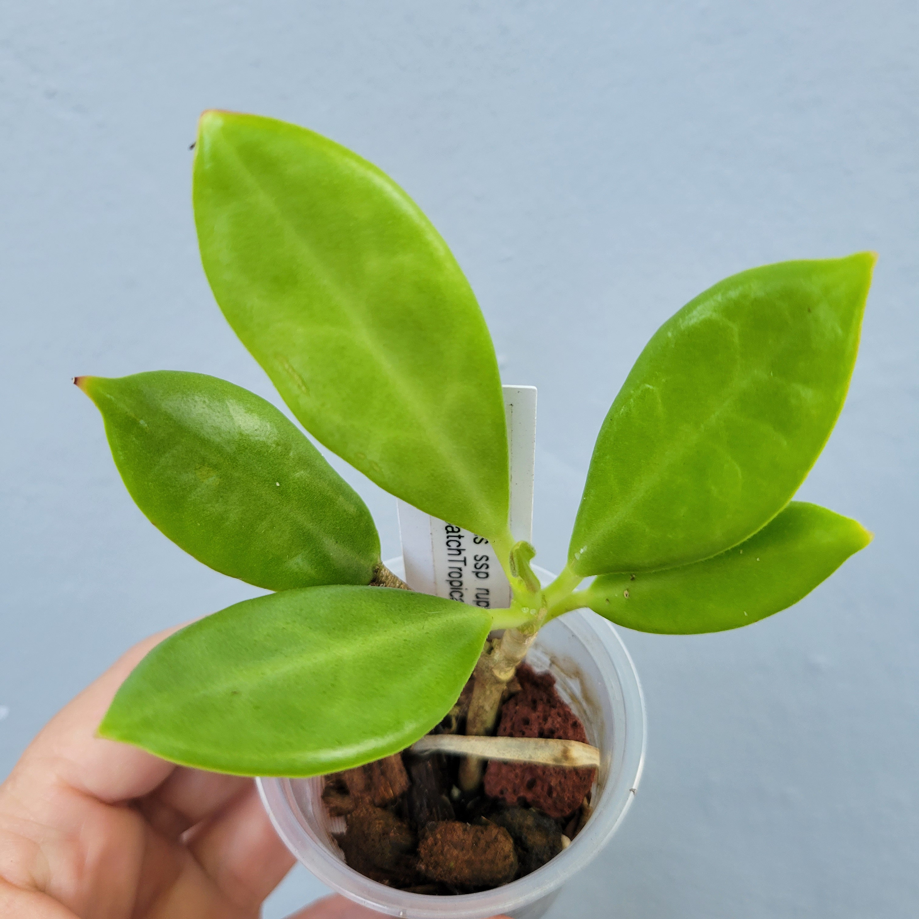 Hoya Australis Ssp Rupicola - Etsy