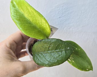 Hoya Timor Leste