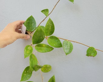 Hoya verticillata (pottsii splash)