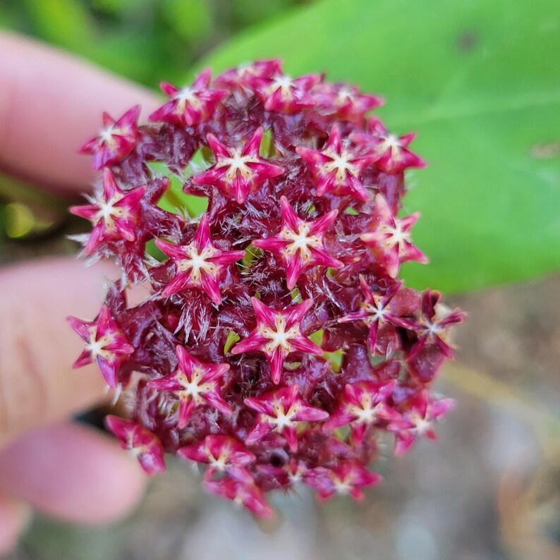 May include: Close-up of a cluster of small, star-shaped flowers. The flowers are a deep burgundy color with white and yellow centers. The petals have a pointed shape. The background is blurred, with a green leaf visible.