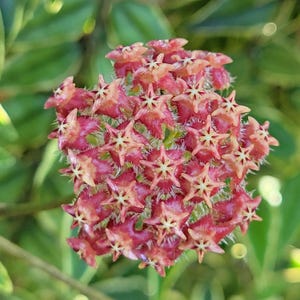 May include: Close-up of a cluster of Hoya flowers. The flowers are star-shaped, with a deep red hue and a lighter, peach-colored center. The cluster is surrounded by green foliage, creating a natural backdrop.