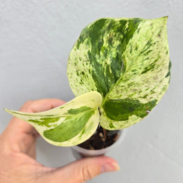 Manjula Pothos