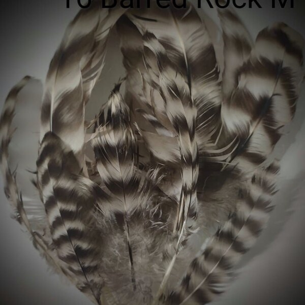 Cruelty Free Feathers Etsy