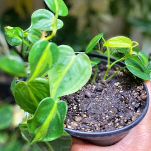 Philodendron Rooted Cuttings