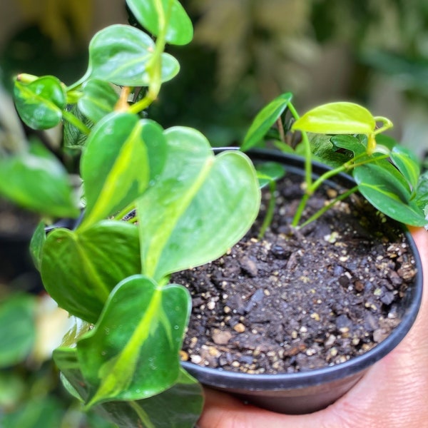 Philodendron Rooted Cuttings