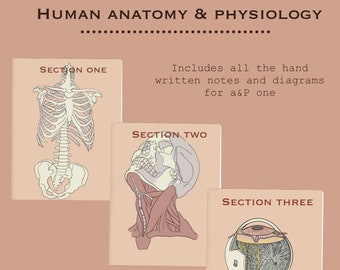 Anatomy and physiology 1 notes. Anatomy made extremely easy. Bundle of all my school notes for a better grade. Includes 98 pages of notes.