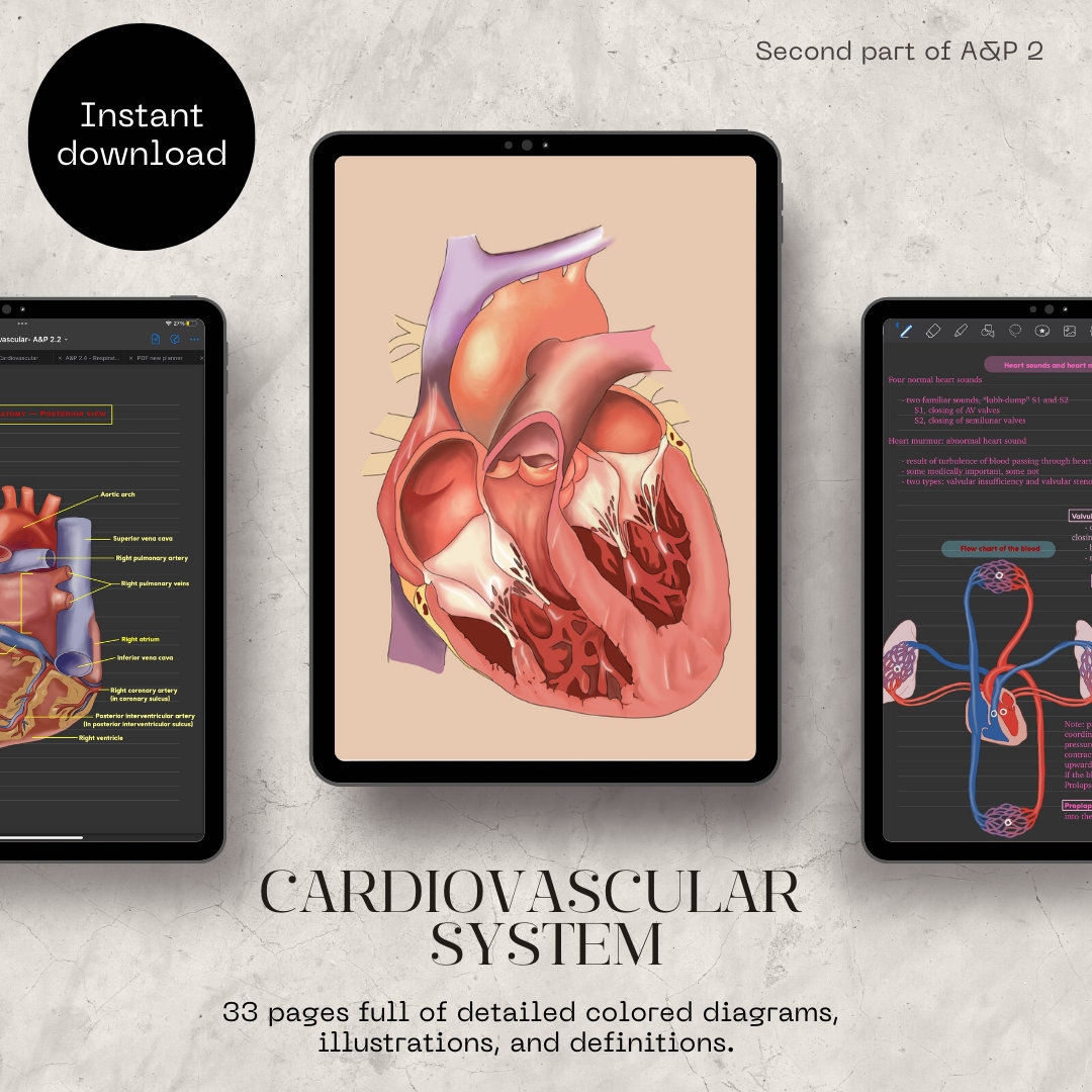 Anatomy and Physiology 2 Notes: Cardiovascular System (PDF Download) - Etsy