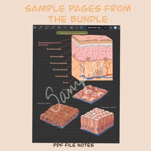 Anatomy and Physiology Notes, Section One (PDF Download) image 2