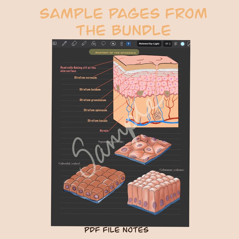 Anatomy and Physiology Notes, Section One (PDF Download) image 2