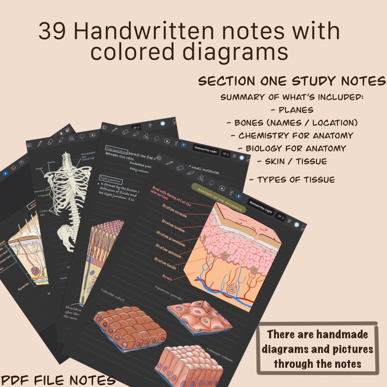 Anatomy and Physiology Notes, Section One (PDF Download) image 1