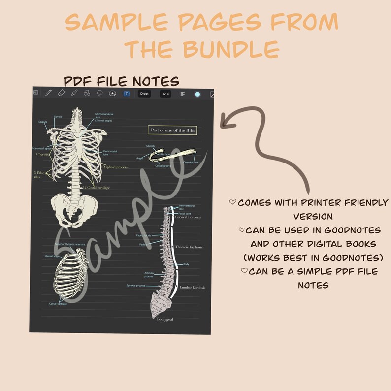 Anatomy and Physiology Notes, Section One (PDF Download) image 3