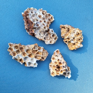Lake of The Ozarks Honeycomb Coral Fossil
