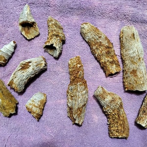 Lake of The Ozarks Rugose Coral Fossils