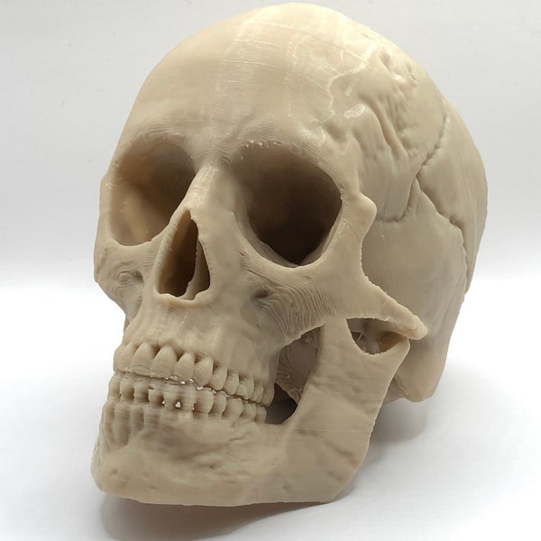 Skull Model | 3D Scan of Human Head | Artist Skull Reference