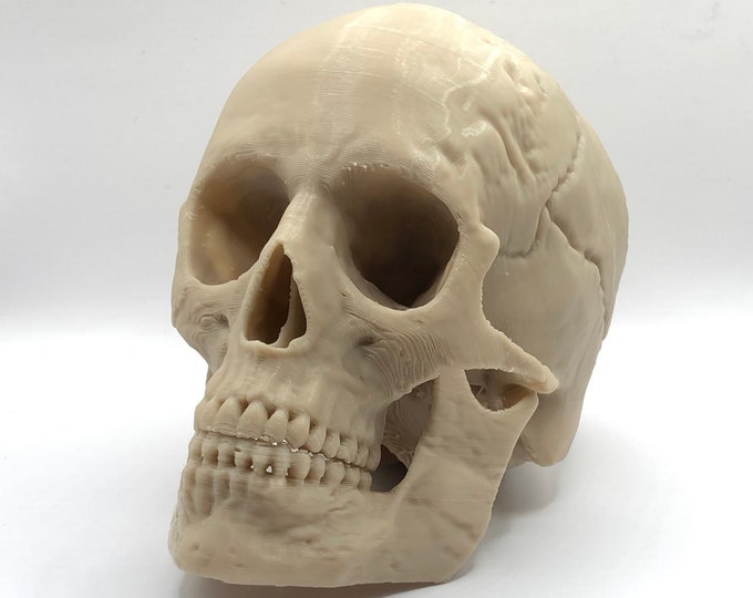 Skull Model | 3D Scan of Human Head | Artist Skull Reference