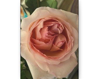 May include: A close-up of a light pink rose with a delicate, layered center. The petals are soft and velvety, with a subtle sheen.