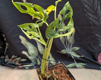 Monstera adansonii