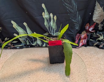 Epiphyllum Unknown