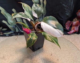 May include: A Philodendron White Knight plant in a black square plastic pot. The plant features variegated leaves with shades of dark green, white, and light pink. A small pink rectangular tag is attached to the stem near the soil surface.