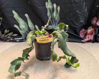 Epiphyllum 'Curly Locks'