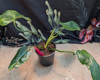 Philodendron Green Dragon