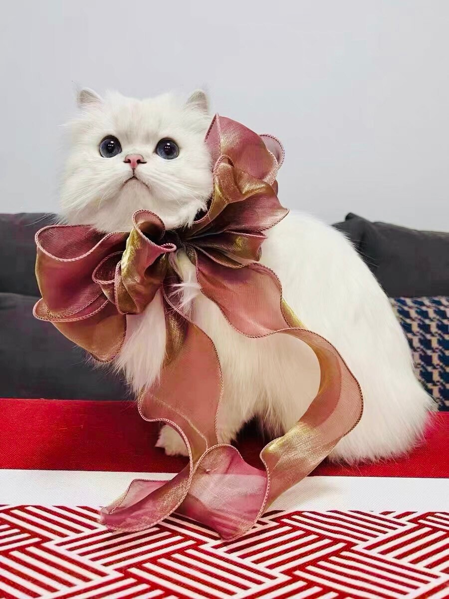 persian cat neck belt