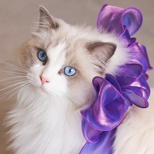 Könnte beinhalten: Eine weiße Katze mit blauen Augen, die ein violettes Band um den Hals trägt.