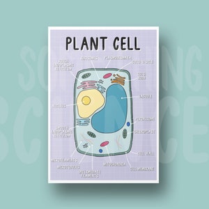 Plant Cell Diagram Poster - A4 - Labelled, Cell Biology, GCSE, A-Level, Revision, Classroom Display, Science Poster, Microbiology, Teacher