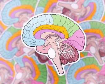 Medial Brain Diagram Waterproof Sticker - Psychology, Neurology, Gift for Psychologist, Stickers for Students, STEM, Laptop Sticker, Anatomy