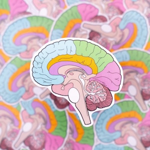 Medial Brain Diagram Waterproof Sticker - Psychology, Neurology, Gift for Psychologist, Stickers for Students, STEM, Laptop Sticker, Anatomy