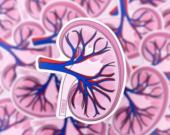 Kidney Diagram Waterproof Sticker - Biology,Urology, Gift for Biologist, Student Gift, Stickers for Students, STEM, Laptop Sticker, Medicine