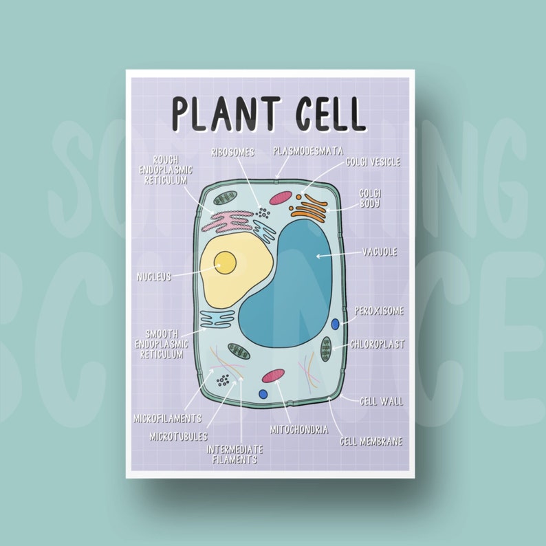 Plant Cell Diagram Poster A4 Labelled Cell Biology GCSE Etsy